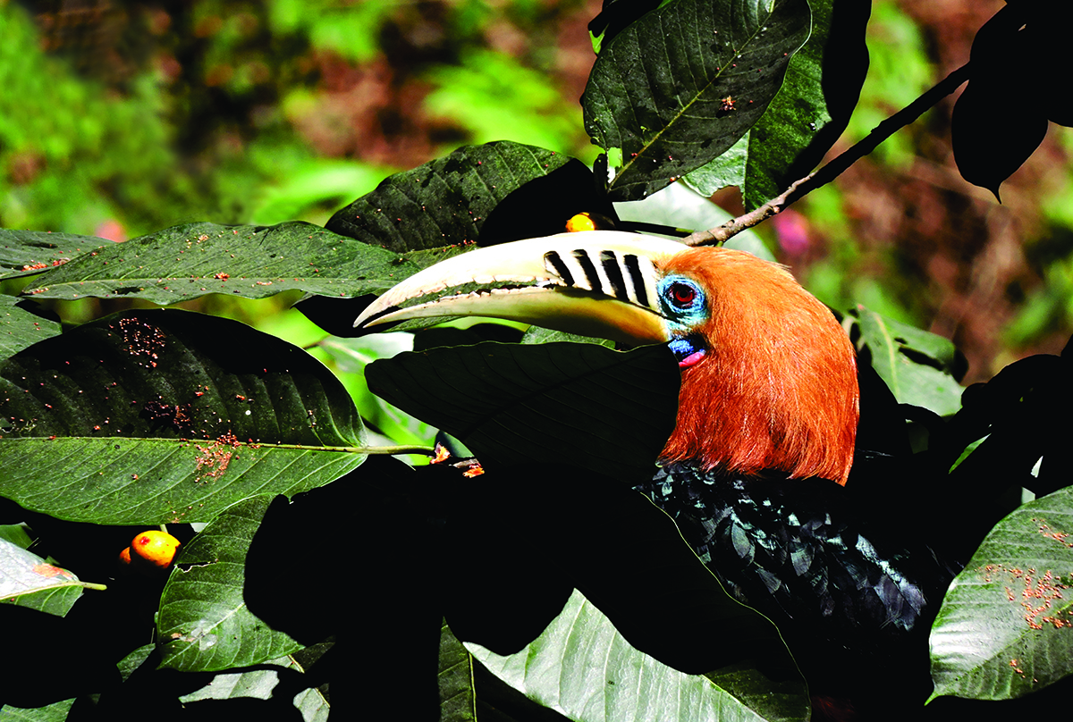 Rufous-necked hornbill