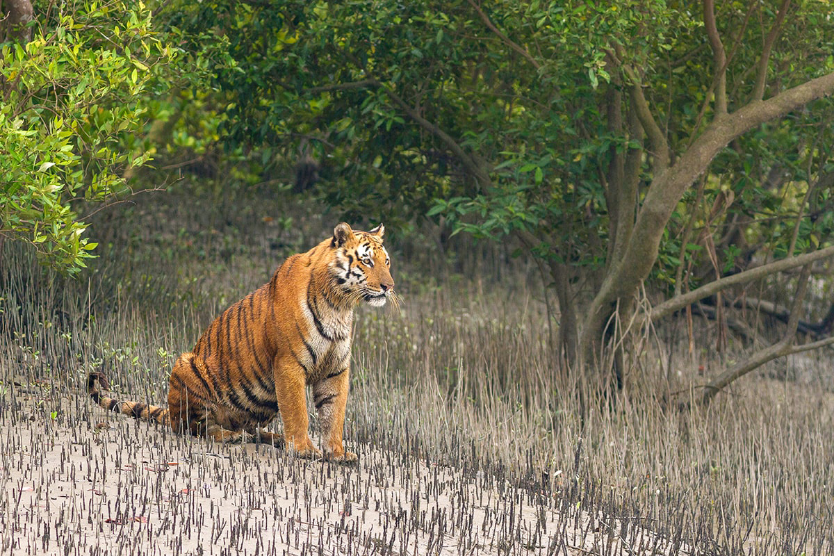 Sundarban